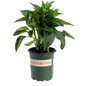 Goldsturm Black-Eyed Susan in 1 gal pot