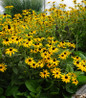 Deam's Black-Eyed Susan flowering perennial
