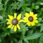 Fulgida Black-Eyed Susan Flower Close Up