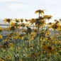 Orange Coneflower bright yellow blooms with green foliage