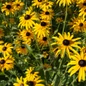 Orange Coneflower golden yellow petals surrounding dark centers