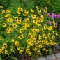 Brown-Eyed Susan clusters of small yellow blooms
