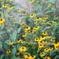 Brown-Eyed Susan golden yellow flowers with dark centers