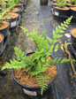 Common Ladyfern in pot