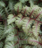Japanese Painted Fern foliage close up
