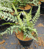 Japanese Painted Fern in #1 pot