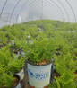 Hay Scented Fern nursery container fern