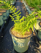 Hay-Scented Fern in pot