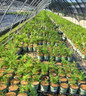 Hay-Scented Fern in nursery