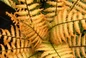 Jurassic Gold fern foliage close-up