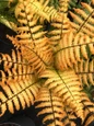Jurassic Gold fern in garden