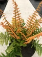 Jurassic Gold fern in pot