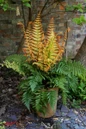 Jurassic Gold fern in the garden