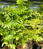 Royal Fern graceful green fronds