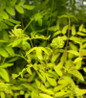 Royal Fern fronds close-up
