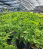 Royal Fern #1 container
