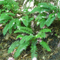 Christmas Fern Growing in the Shade