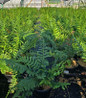 Christmas Fern in pot