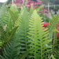 Japanese Beech Fern Foliage Close Up