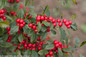 Little Goblin Red Winterberry Holly Berries Close Up