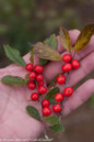 Holding Little Goblin Red Winterberry Holly