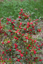 Little Goblin Red Winterberry Holly Branches With Leaves and Berries