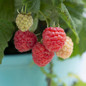 Raspberry Shortcake Raspberry Fruits Maturing