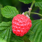 Raspberry Shortcake Raspberry Fruit and Leaves