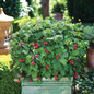 Raspberry Shortcake Raspberry in a Garden Pot