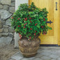 Raspberry Shortcake Raspberry in a Patio Pot Growing