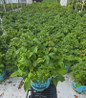 Bushel and Berry® Raspberry Shortcake® Raspberry in pot