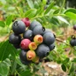 Jelly Bean® Blueberry
