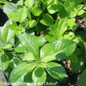 Mr. Poppins Winterberry Holly Foliage & Leaves