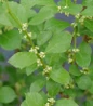 Mr. Poppins Winterberry berry-covered branches