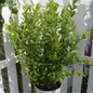 Blue Jay Blueberry in Pot Planter