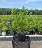Bluecrop Highbush Blueberry in pot