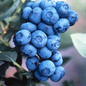 Duke Highbush Blueberry Berries Close Up