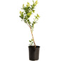Duke Highbush Blueberry in 1 gal black pot
