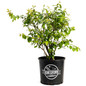 Duke Highbush Blueberry 3 gal branded pot
