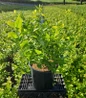 Jersey Highbush Blueberry #2 pot