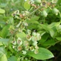Northland Blueberry Blooming