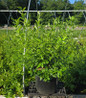 Patriot Highbush Blueberry in pot