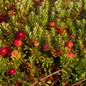 Pilgrim Cranberry