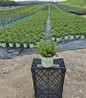Pilgrim Cranberry in pot