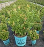 Peach Sorbet Blueberry nursery container plant