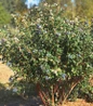 Perpetua Blueberry ornamental edible landscape plant