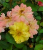 Color Cocktail Rose colorful blooms