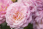 Sweet Drift Rose abundant flower clusters