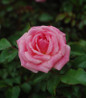 Sweet Drift Rose soft pink blooms