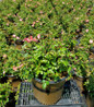 Coral Flower Carpet Groundcover Rose #2 pot